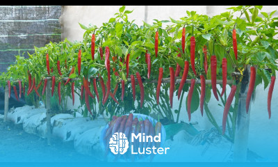 Grow chili peppers in soil bags for the family You won t have to buy chili at market anymore