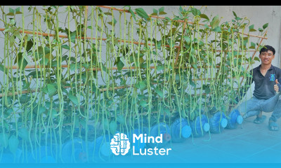 How to grow long beans with lots of fruit Continuous harvest