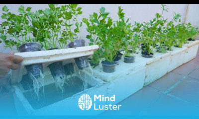 Turns out this is the most effective method of growing celery that I know it grows quickly