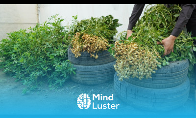Home Gardening New method taking advantage of old tires to grow peanuts at home