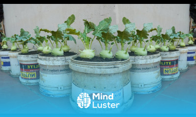 Here s how to grow kohlrabi for lots of tubers and easily at home