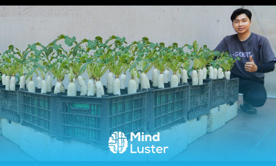 Solution for growing radishes for the family at home The tubers are large and sweet