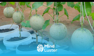 If you follow this method growing melon cantaloupe will be easy the fruit will be big very sweet