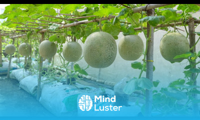 Solution for growing cantaloupe melon for the family at home the fruit is big sweet and succulent