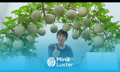 Wish I knew this method of growing cantaloupe sooner The fruit is very sweet