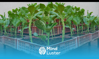 Grow a dream vegetable garden at home that is delicious and highly productive