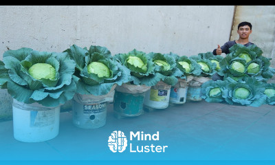 I can grow high yielding cabbage without a garden thanks to this secret