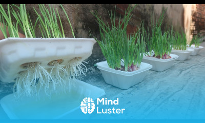 If you use this method of growing garlic and onions you will never have to buy onions again