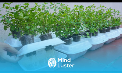 I wish I knew this method of growing mint in a Styrofoam box sooner Results exceeded expectations