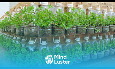 Brilliant idea You will not regret knowing this method of growing mint for your family