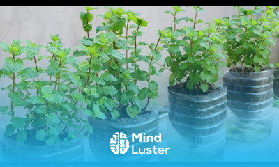 Home Gardening Discover ways to grow spices herbs at home mint coriander garlic