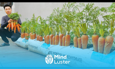 Home Gardening Why do carrots grown in soil bags produce such big tubers