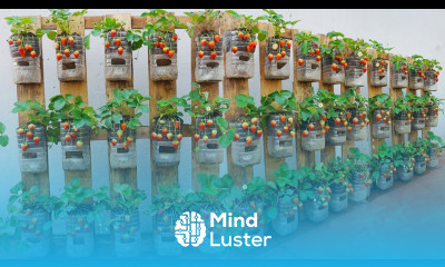 Turn pallets into extremely productive strawberry gardens Large sweet fruits very good for health