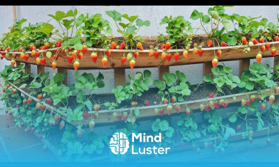 As long as you follow this method you can grow strawberries anywhere