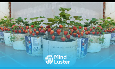 Home Gardening Strawberry Growing Tips for Beginners The Secret to Consistent Harvesting