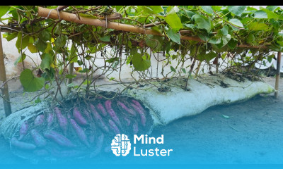 Why do sweet potatoes grown in soil bags have so many large tubers