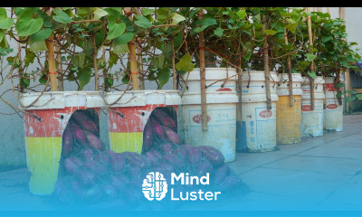 Try this secret to growing Sweet Potatoes in plastic barrel lots of tubers and very sweet to eat