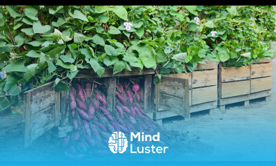 It s a pity that you don t know this method of growing sweet potatoes in pallets Very many tubers