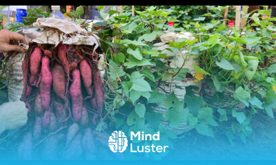 I wish I knew about these sweet potato growing methods sooner The tubers are large and sweet