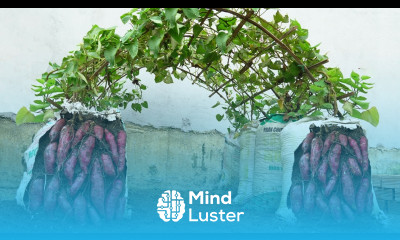 Home Gardening Why do sweet potatoes grown in soil bags have so many tubers