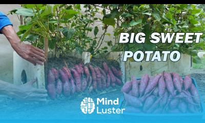 No need to buy sweet potatoes anymore here is the solution to grow sweet potatoes for beginners