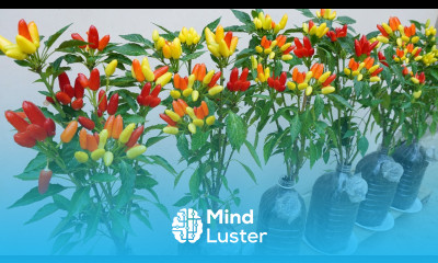 Make use of plastic bottles to grow beautiful colorful peppers without a large garden