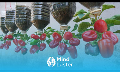 It s a pity if you don t know these great methods of growing chili peppers which are super fruitful