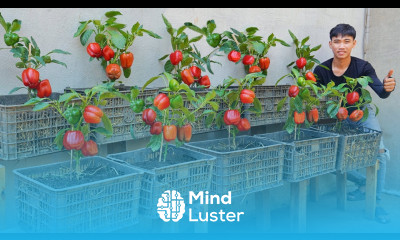 Home Gardening Stop Buying Bell Peppers This Method Will Have Your Overflowing with Harvest