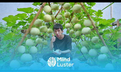 It s a pity that I didn t know this method of growing melons sooner fruit is sweeter than expected