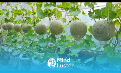 A bountiful crop of Cantaloupe with this method of growing in bags The fruit is large very sweet