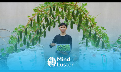 Secrets to growing bitter melon with organic kitchen waste for beginners Lots of fruit