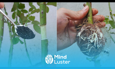 The unexpected benefit that charcoal brings to rose propagation the magic has arrived