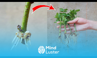 Do you love roses Summary of rose propagation methods