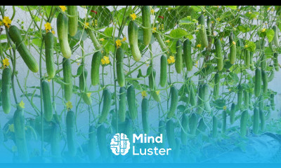 Do you want to know tips for growing high yielding cucumbers at home Cucumber growing skills