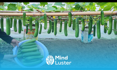 Discover tips on growing cucumbers with organic banana fertilizer for high yields