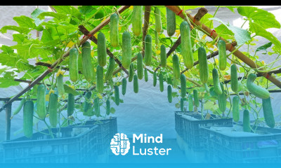 You will have a dream cucumber garden if you follow this method The fruit is abundant crunchy