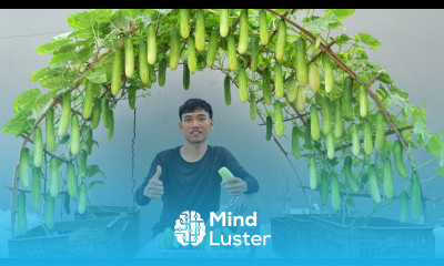 The solution to grow cucumbers for your family at home with lots of fruit and quick harvest is here