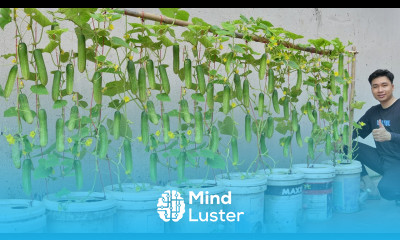 How to Grow Cucumbers for Fast Fruiting and High Yield I Wish I Had Known Sooner