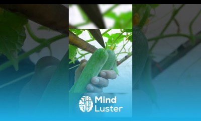 Growing Cucumber at Home