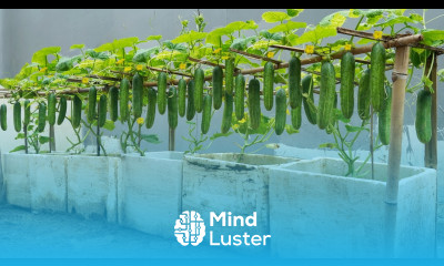 Home Gardening Solution for growing cucumbers in foam containers for your family lots of fruit