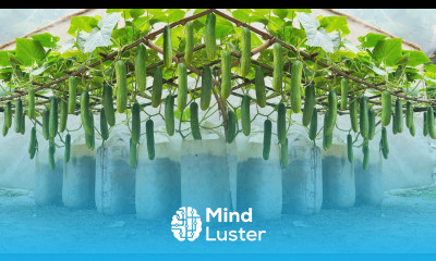 Home Gardening Growing cucumbers at home is surprising because of its unimaginable productivity