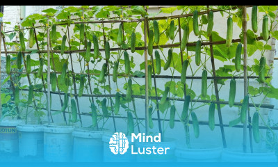 Secret With Just 1 Little Tip Your Cucumbers Will Bear Fruit Like Rain