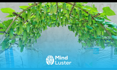 Stop Buying Cucumbers The Secret to Growing Cucumbers Year Round at Home