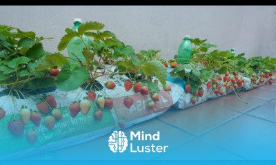 full video 120 days of harvesting and growing strawberries in bags Fruit is large sweet