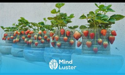 Home Gardening Are you surprised The Secret to Growing Strawberries for Year Round Fruit