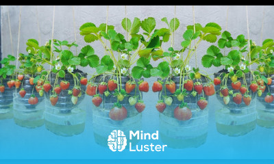  Home Gardening Secrets to Growing Strawberries at Home for Year Round Fruit