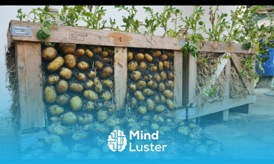 I can t believe it growing potatoes on a pallet has so many tubers