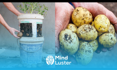 How to grow potatoes in old plastic paint buckets for beginners