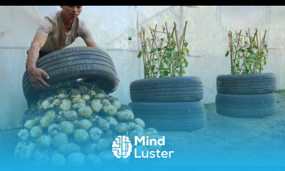 What a pity if you don t know about this method of growing potatoes in tires Large many tubers