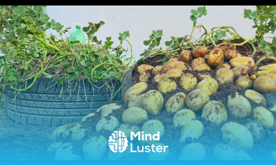 Potatoes will many tuber if you grow this method recycle tires to grow potatoes